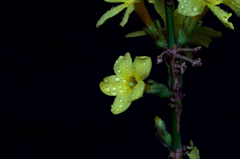 迎春花圖片