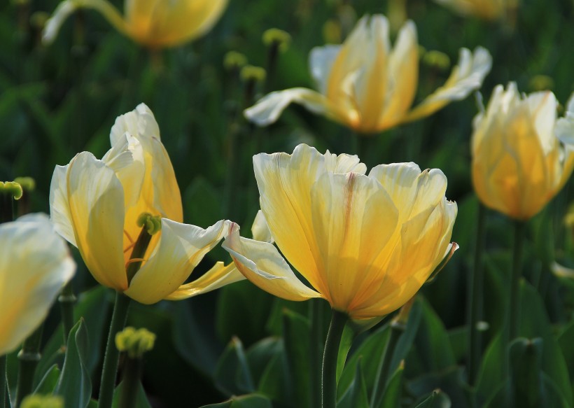 鲜艳郁金香花卉图片