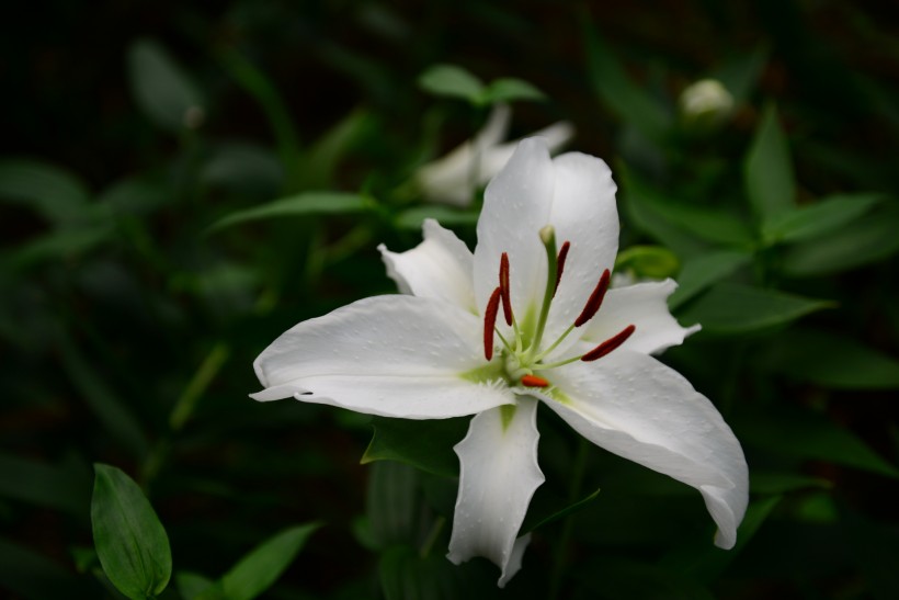 嬌媚百合花圖片