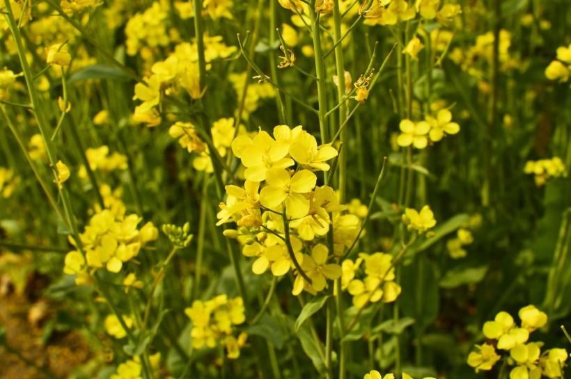 黄色油菜花图片