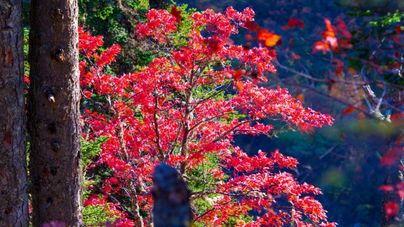 深秋紅葉圖片