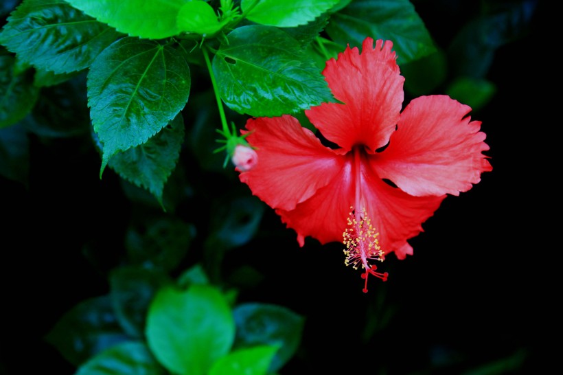 艳丽扶桑花图片