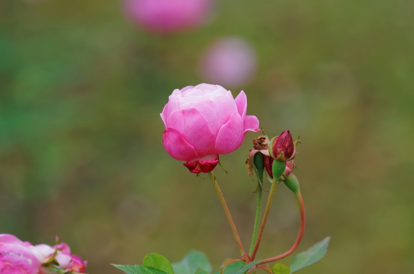 粉色月季花图片