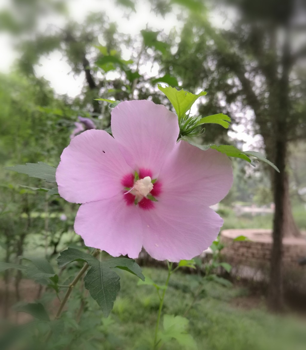 朝开暮落木槿花