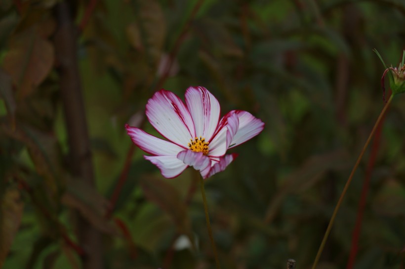 波斯菊圖片