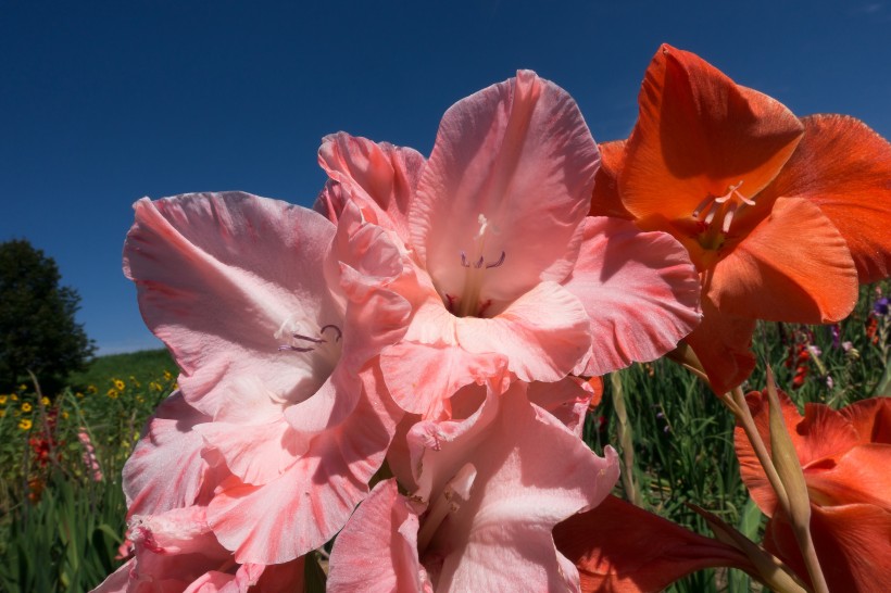 菖蒲花圖片