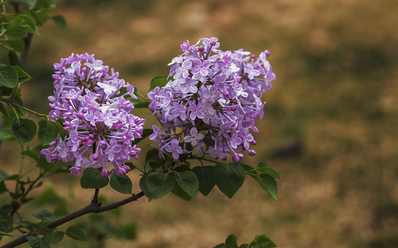 紫色的丁香花图片