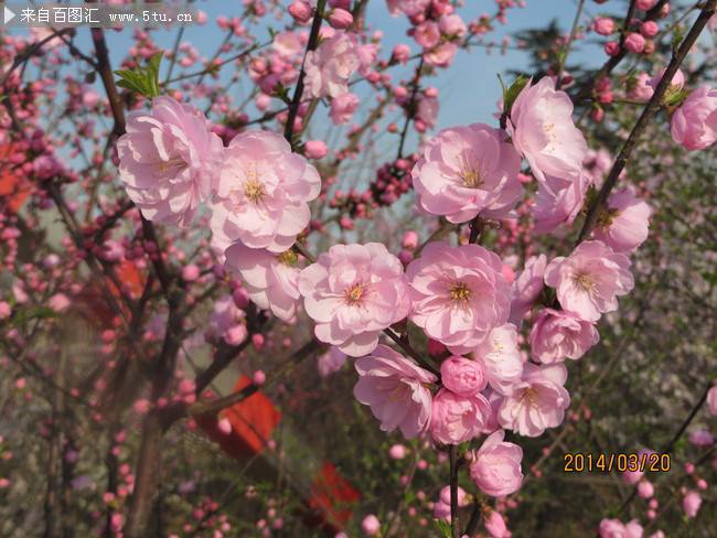 春天盛開的桃花實(shí)拍圖片