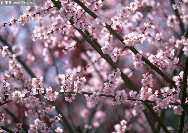 嬌媚粉桃花簇?fù)碇︻^ 唯美桃花圖片