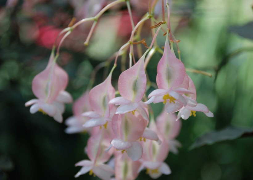 美國長木公園花卉圖片