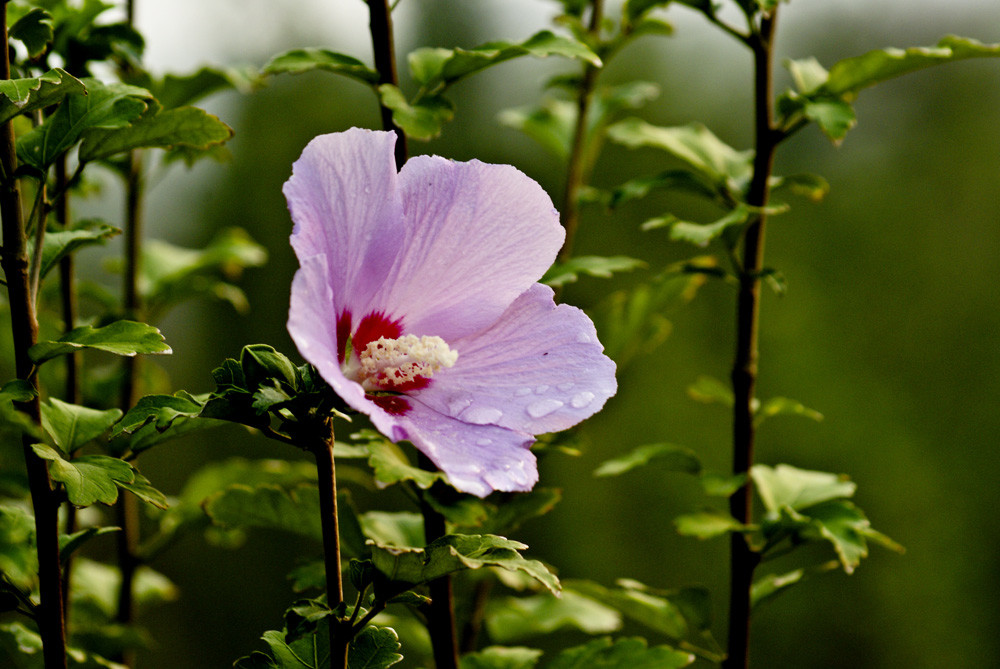 楓嶺木槿花