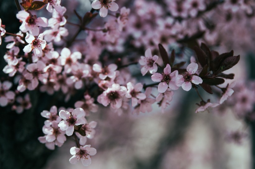 粉红的桃花图片