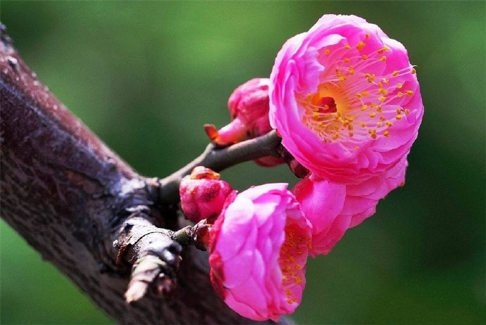 百花争春齐盛放，梅花守冬独俏开