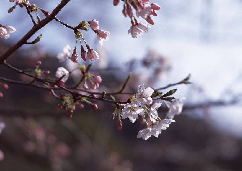 櫻花樹圖片