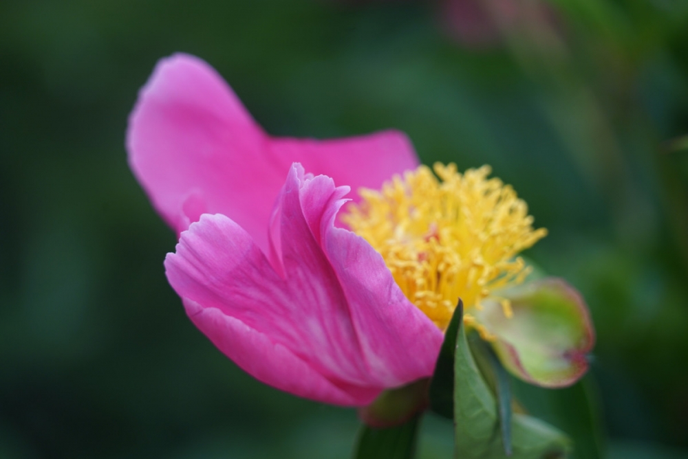 “花相”芍药花图片大全大图