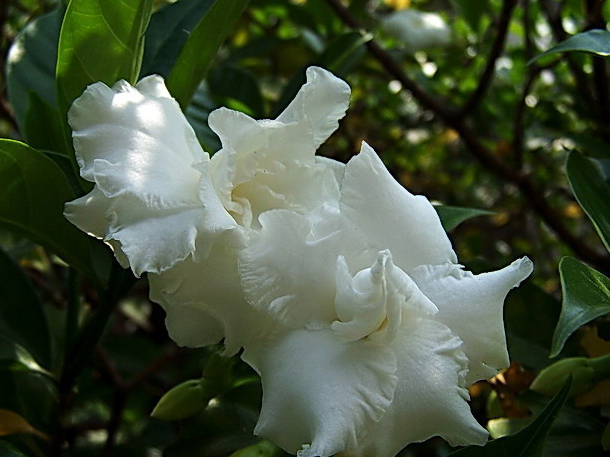 中国常见植物，狗牙花是夹竹桃科的灌木花卉