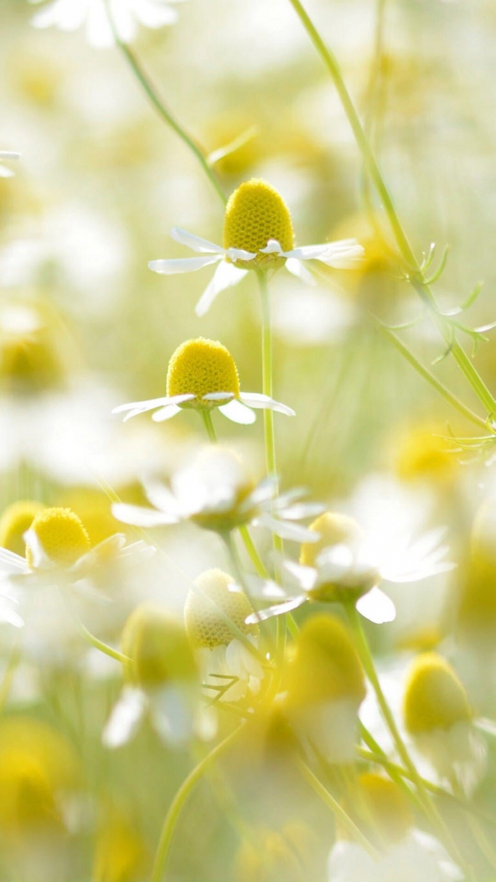 一組小清新美麗的雛菊花圖片欣賞