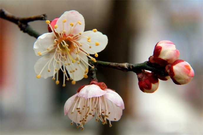 一組白色梅花~潔白清雅之美