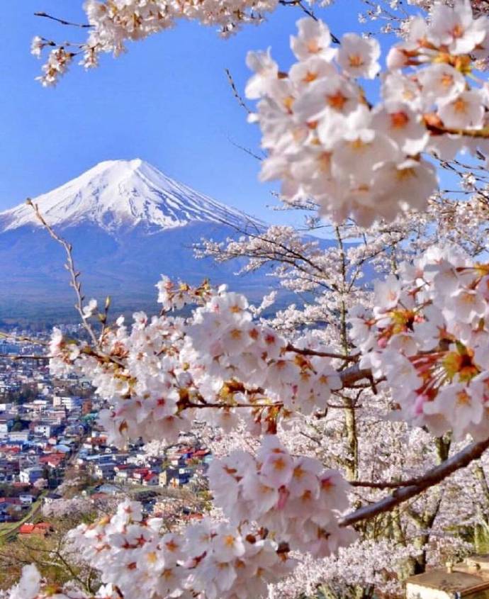 富士山下超唯美的粉色樱花图片欣赏