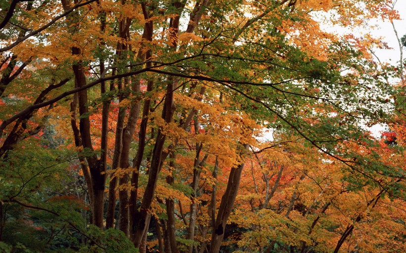 紅楓葉圖片