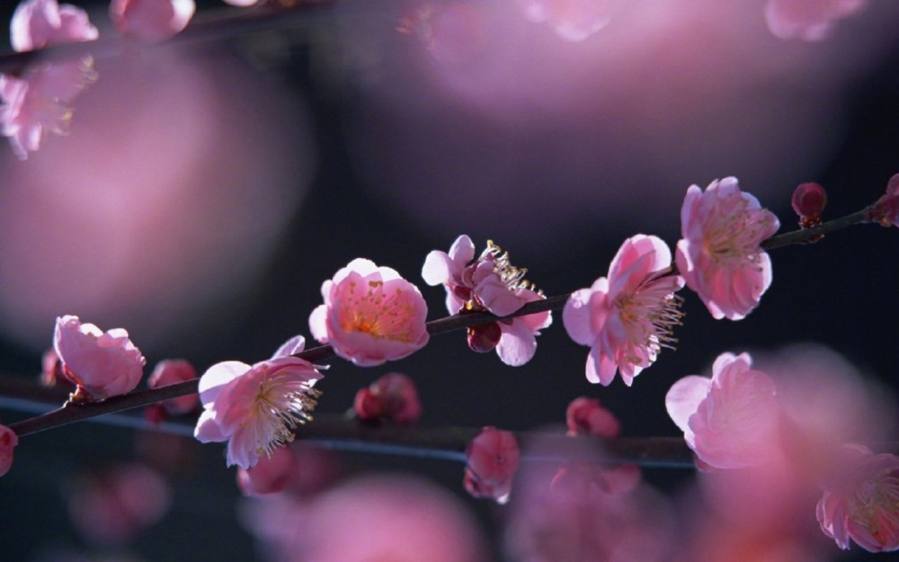 一组鲜艳唯美樱花图片欣赏