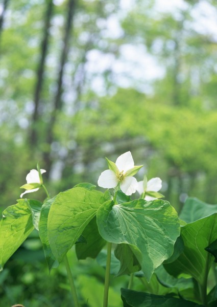 纯香野花图片