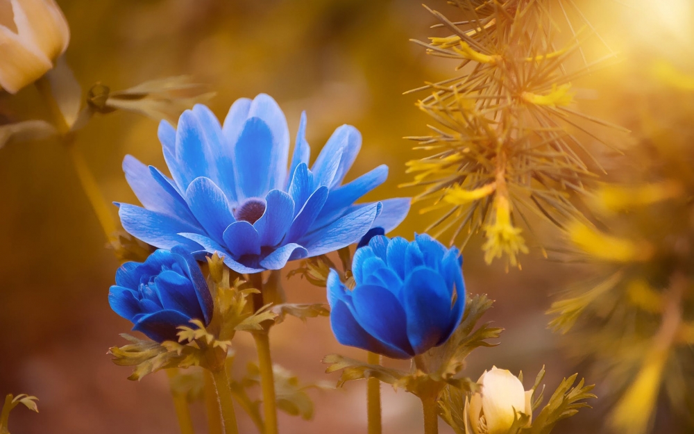 唯美養(yǎng)眼的花卉圖片桌面壁紙