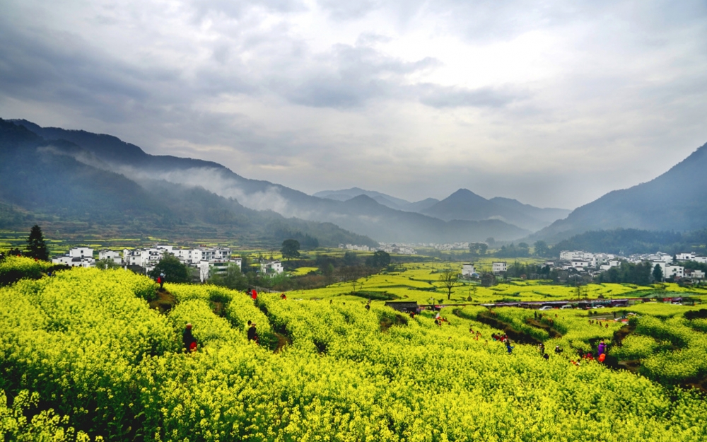 唯美油菜花春季風(fēng)景桌面壁紙