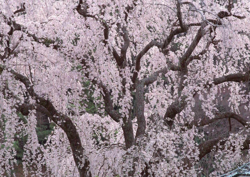 樱花树图片