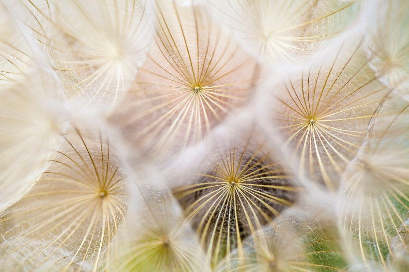 唯美的植物蒲公英护眼桌面壁纸图片