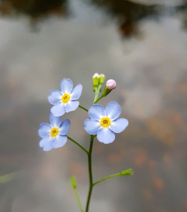 一组蓝色唯美的小花朵图片-勿忘我