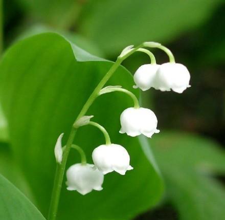 铃兰花的花语是幸福归来、吉祥与好运