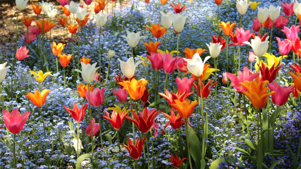 盛開的郁金香花海高清桌面壁紙