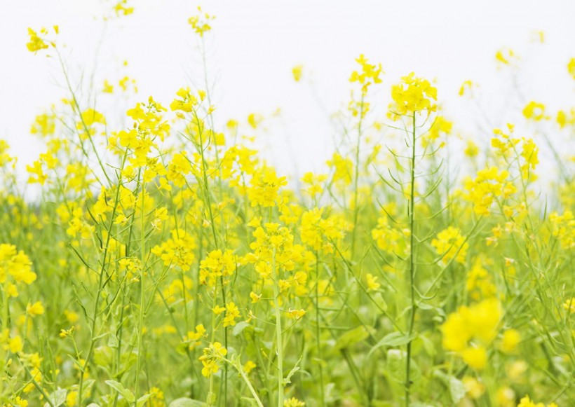 野花遍地圖片