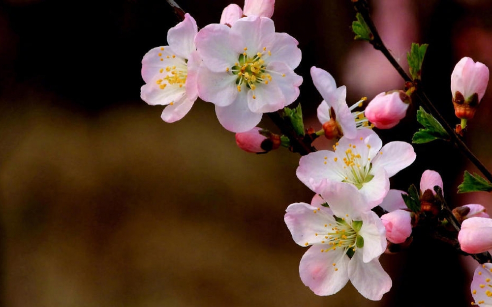 一组鲜艳唯美樱花图片欣赏