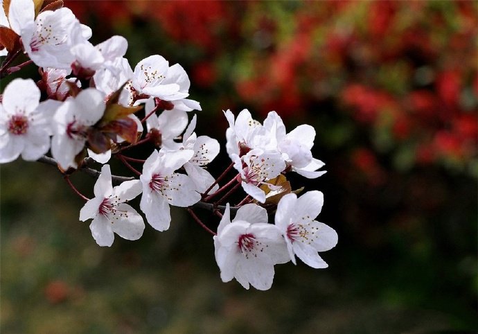 墙角数枝梅，凌寒独自开的梅花图片