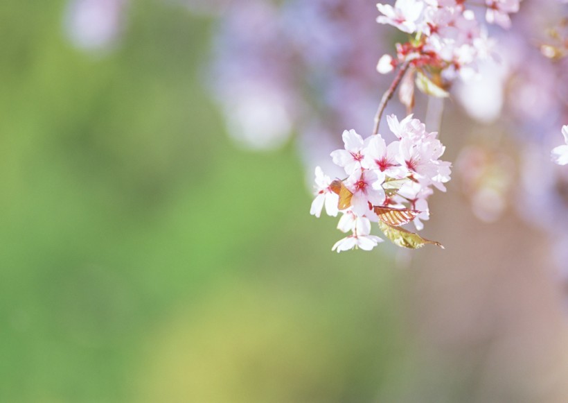 纯香野花图片