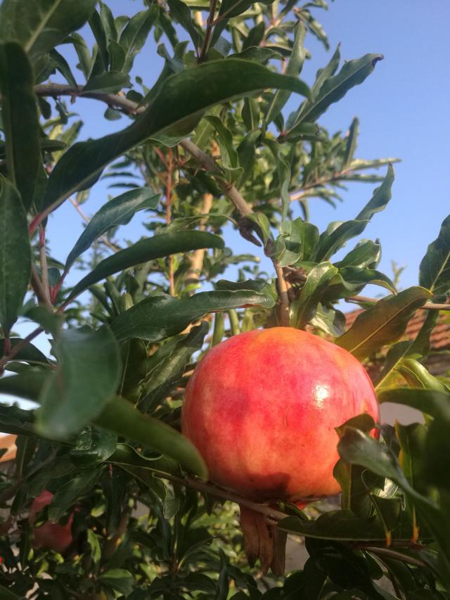 一组新鲜饱满红石榴水果图片欣赏