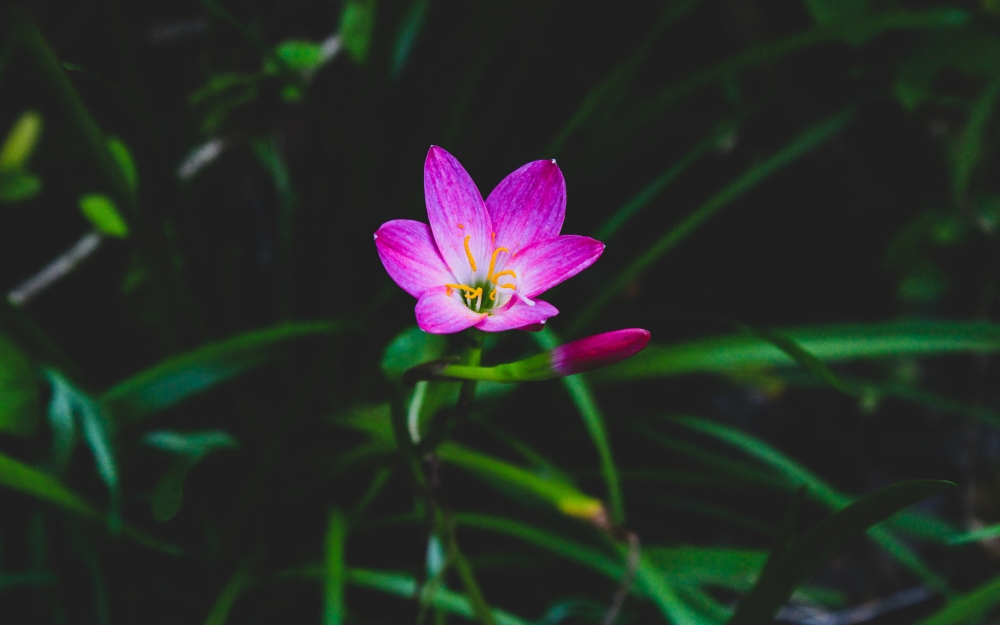 唯美綻放的花朵圖片電腦壁紙