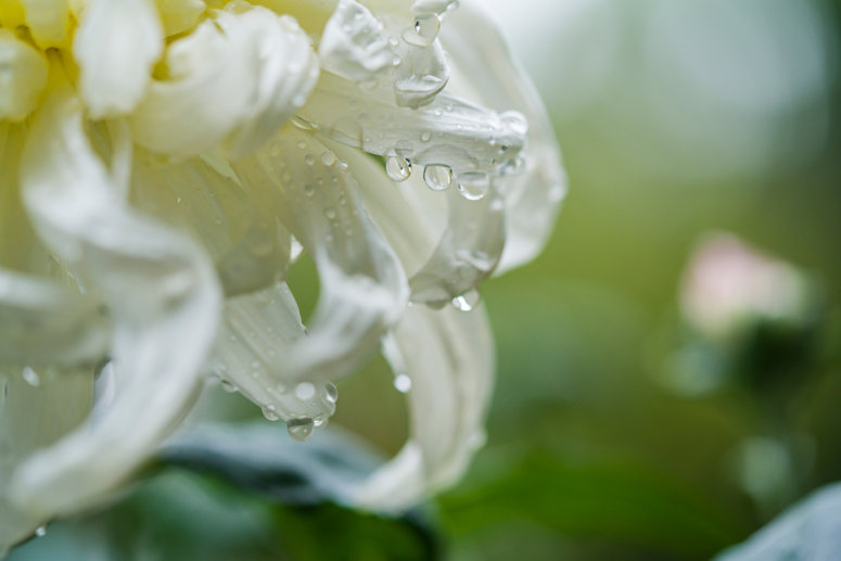 小清晰雨后秋菊护眼桌面壁纸图片