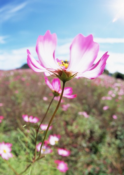 蓝天与鲜花图片