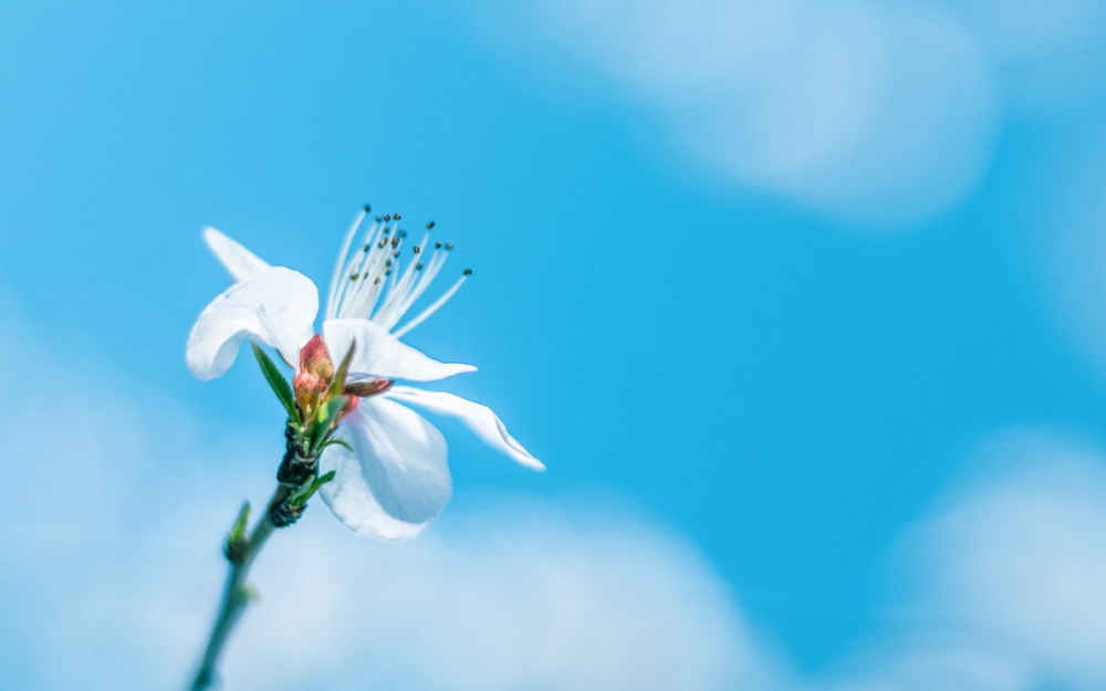 清新淡雅花卉图片桌面壁纸