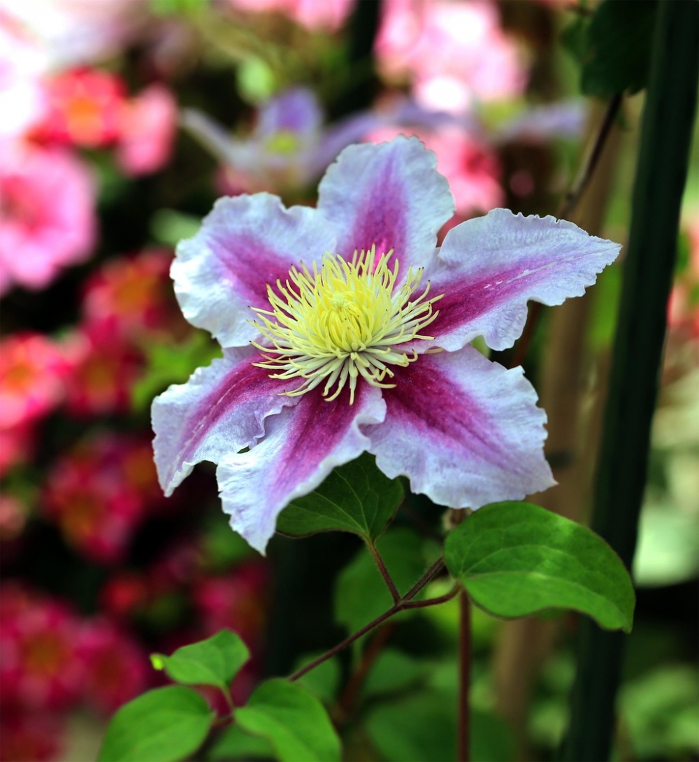 藤蔓植物的漂亮花朵图片欣赏