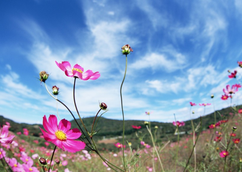 蓝天与鲜花图片