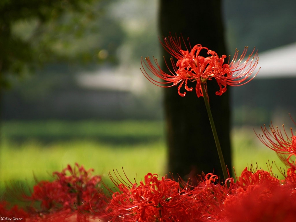 花开彼岸本无岸, 魂落忘川犹在川