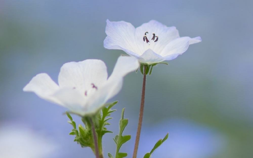 清新淡雅植物花卉图片桌面壁纸