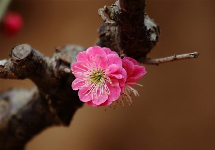 待到山花烂漫时，她在丛中笑