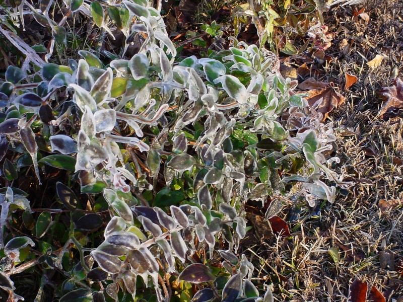 冰雪植物圖片