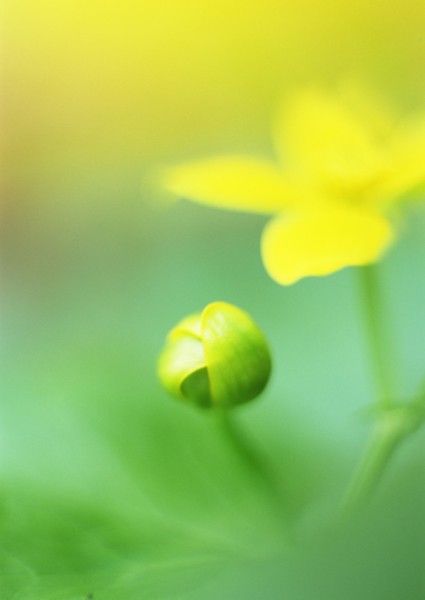 纯香野花图片