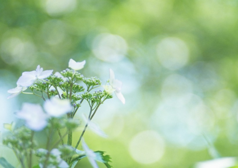 纯香野花图片